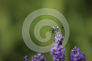 Bee collecting nectar and pollen from Lavender