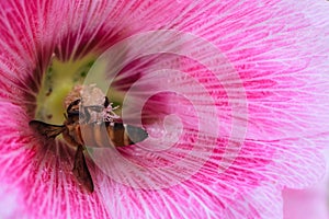 Bee collecting Nectar and Pollen in Pink Hollyhock Flower