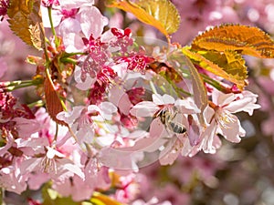 Bee collecting nectar and pollinating flowers of cherry blossoms in sunlight