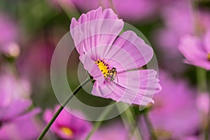 A bee collecting nectar from purple cosmos flower.