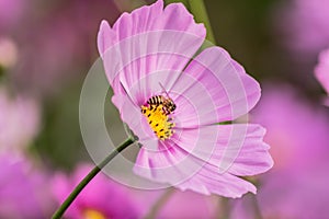 A bee collecting nectar from purple cosmos flower.