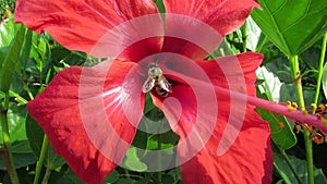 Bee collecting nectar from red flower