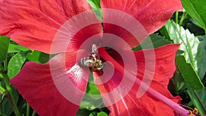 Bee collecting nectar from red flower