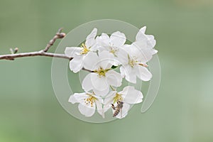 bee collecting nectar on sakura flower (yoshino cherry flower, prunus yedoensis) in springtime season