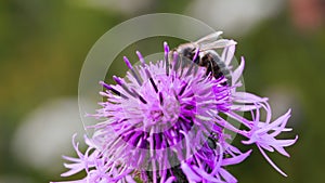 Bee collecting nectar from thistle flower