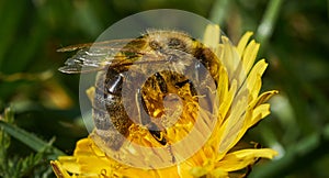 Bee collecting nectar from a yellow flower.