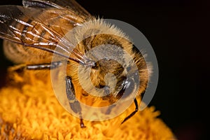 A bee collecting nectar on a yellow flower - macro shot