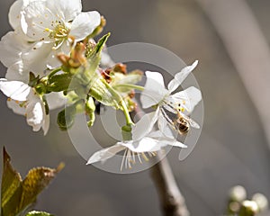 Bee on a flower, collecting polen from a cherry flower photo