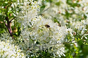 Bee is collecting polen from a mediterranean plant with beautiful white flowers at sunny morning in Sithonia