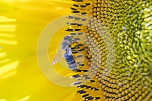 bee collecting pollen