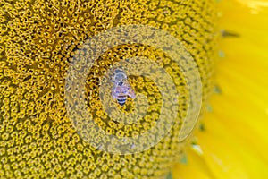 bee collecting pollen