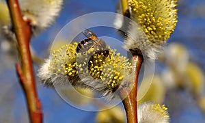 Bee collecting pollen