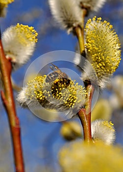 Bee collecting pollen