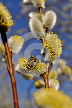 Bee collecting pollen