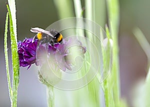 Bee collecting pollen