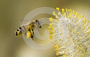 Miel de abeja coleccionando polen 
