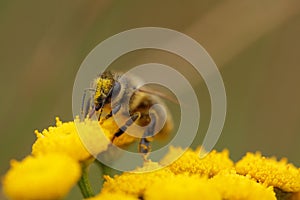 Bee collecting pollen