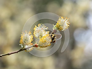 Bee collecting pollen