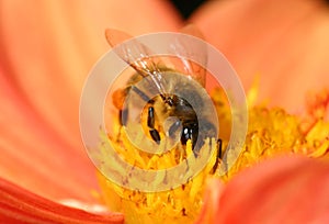 Bee collecting pollen