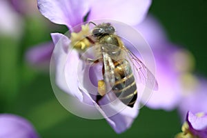 Bee collecting pollen photo