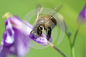 Bee collecting pollen