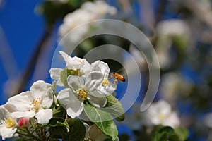 Bee collecting pollen