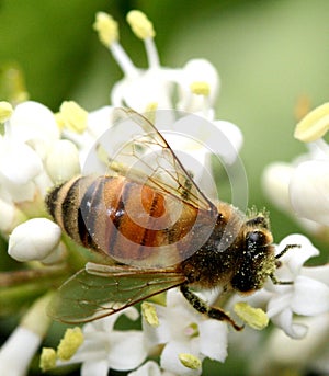 Bee Collecting Pollen photo