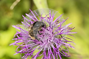 Bee collecting pollen