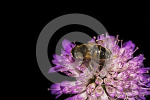 Bee collecting pollen