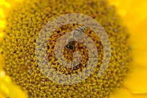 Bee collecting pollen