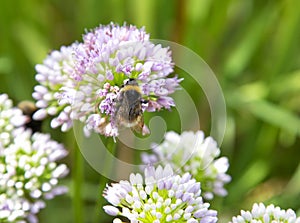Bee collecting pollen on an Allium flower