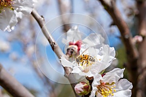 Bee collecting pollen from almond tree blossom