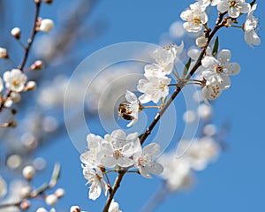 Bee collecting pollen on blossoms of pear tree