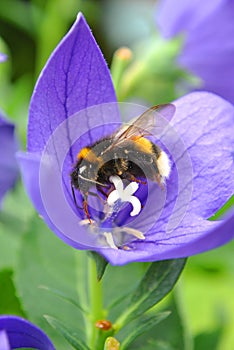 Bee collecting pollen on a blue flower