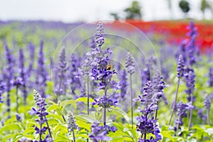 A bee collecting pollen on blue Salvia flower (blue sage)