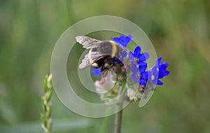 Bee collecting pollen from blue wildflower