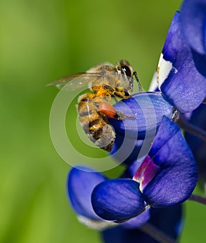 Bee collecting pollen on bluebonnet