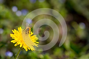 Bee collecting pollen on bright yellow dandelion flower. Taraxacum blossoming flower