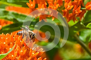 Bee Collecting Pollen from Butterfly Weed Flowers