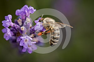 Bee collecting pollen-close up view