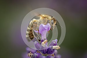 Bee collecting pollen-close up view