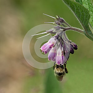 Bee collecting pollen from comfrey flower