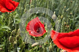 Bee collecting pollen from common poppy flower. Red flower with bee inside. Green wheat with common poppy flower