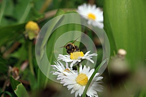 Bee is collecting pollen from daisy flower