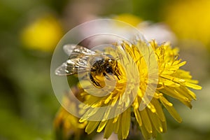 Bee collecting pollen on dandelion