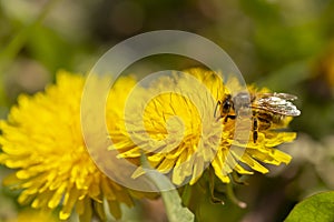 Bee collecting pollen on dandelion