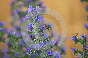 bee collecting pollen on Echium vulgare, a blue flowering plant known as Echium vulgare or blue weed,