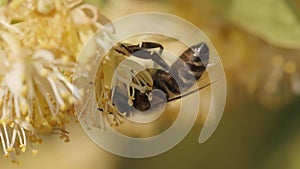 Bee collecting pollen from a flower of the tree