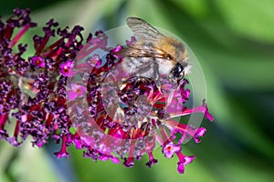 Bee collecting pollen on flowering butterfly bush - Buddleja davidii