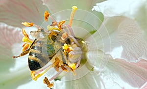 Bee collecting pollen from flowers